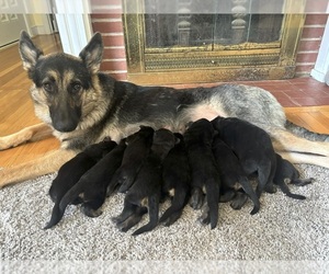 German Shepherd Dog Litter for sale in SOUTH EASTON, MA, USA