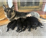 Small German Shepherd Dog