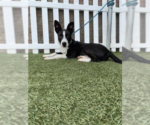 Medium Photo #1 Border Collie-Unknown Mix Puppy For Sale in Modesto, CA, USA