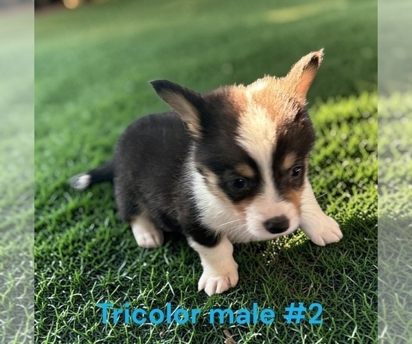 Medium Photo #4 Pembroke Welsh Corgi Puppy For Sale in MONTPELIER, OH, USA