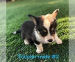 Small #3 Pembroke Welsh Corgi