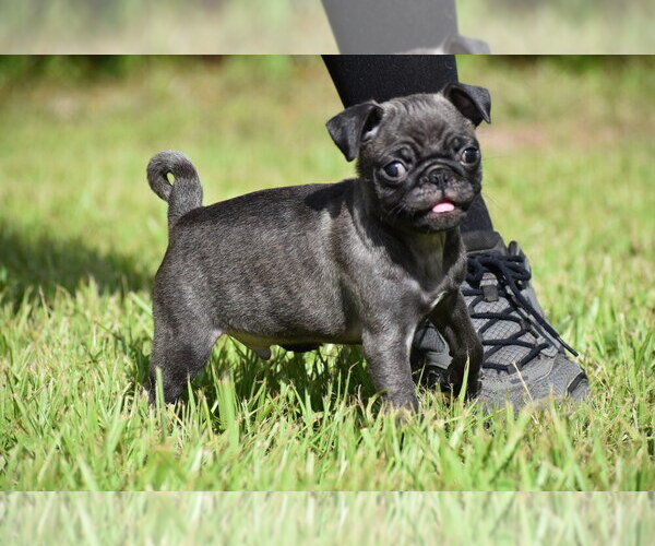 Medium Photo #5 Pug Puppy For Sale in PALM COAST, FL, USA