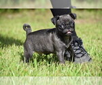 Small #4 Pug