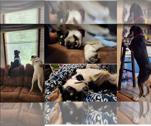 Medium Photo #20 Mutt Puppy For Sale in Doylestown, PA, USA