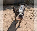 Small #1 Boston Terrier