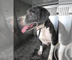 Labrador Retriever-Unknown Mix Dogs for adoption in Texas City, TX, USA