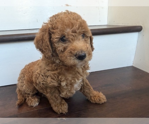 Medium Photo #18 Labradoodle Puppy For Sale in THOUSAND OAKS, CA, USA
