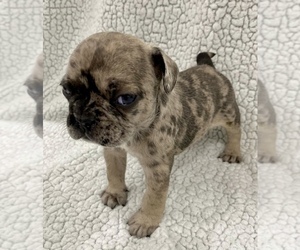 French Bulldog Puppy for sale in CHARLESTON, SC, USA