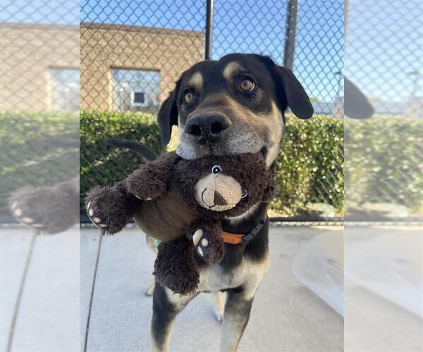 Medium Photo #2 German Shepherd Dog-Unknown Mix Puppy For Sale in Elk Grove, CA, USA