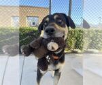 Small #1 German Shepherd Dog Mix
