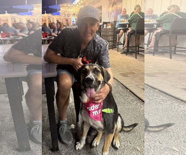 Medium Photo #7 American Foxhound-Unknown Mix Puppy For Sale in Lighthouse Point, FL, USA