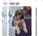 Small #1 Great Pyrenees-Rottweiler Mix