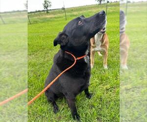 Labrador Retriever-Unknown Mix Dogs for adoption in Houston, TX, USA