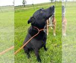 Small Labrador Retriever Mix