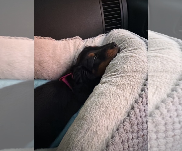 Medium Photo #1 Dachshund Puppy For Sale in ELIZABETHPORT, NJ, USA