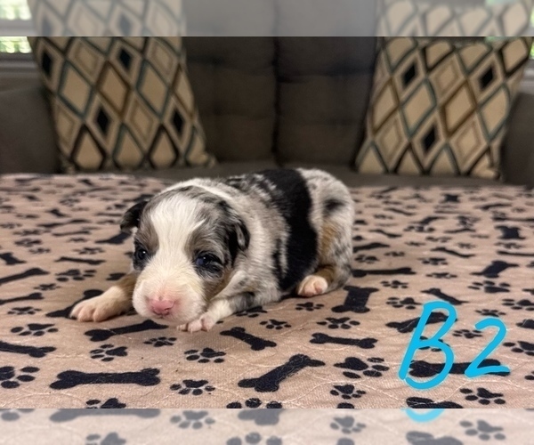 Medium Photo #12 Australian Shepherd Puppy For Sale in SALISBURY, NC, USA