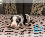Small Photo #12 Australian Shepherd Puppy For Sale in SALISBURY, NC, USA