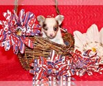 Puppy Norwin Chihuahua