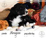 Small Photo #3 Bernedoodle Puppy For Sale in YUKON, OK, USA