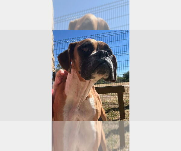 Medium Photo #1 Boxer Puppy For Sale in Austin, TX, USA