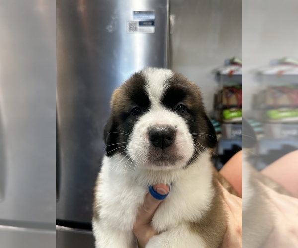 Medium Photo #9 Saint Bernard Puppy For Sale in PROSPER, TX, USA