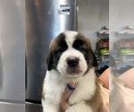 Small #8 Saint Bernard