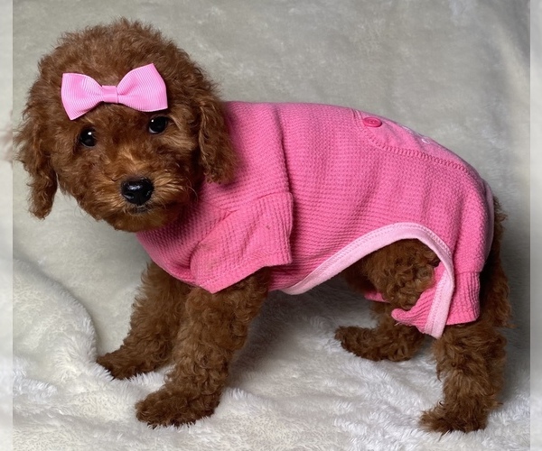 Medium Photo #3 Poodle (Miniature) Puppy For Sale in ROSEMEAD, CA, USA