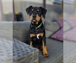 Small #3 Doberman Pinscher Mix