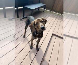 Mutt Dogs for adoption in Boston, MA, USA