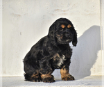Puppy Beauty Cocker Spaniel