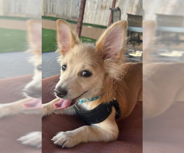 Medium Photo #1 Chihuahua-Unknown Mix Puppy For Sale in San Diego, CA, USA