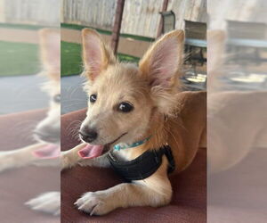 Chihuahua-Unknown Mix Dogs for adoption in San Diego, CA, USA