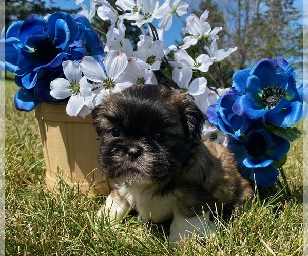 Medium Photo #1 Shih Tzu Puppy For Sale in DE PERE, WI, USA