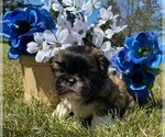 Image preview for Ad Listing. Nickname: Shih Tzu Boy
