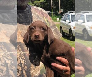 Labrador Retriever Puppy for sale in ELKO, GA, USA