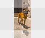 Small Boxer