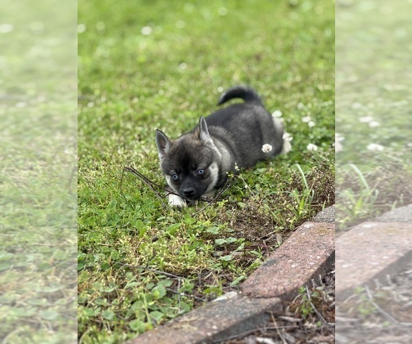 Medium Photo #6 Alaskan Klee Kai-Pomsky Mix Puppy For Sale in ATHENS, WI, USA