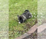 Small #5 Alaskan Klee Kai-Pomsky Mix