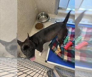 American Pit Bull Terrier-Unknown Mix Dogs for adoption in Tracy, CA, USA