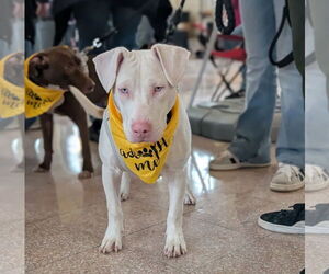 Mutt Dogs for adoption in Brooklyn Center, MN, USA