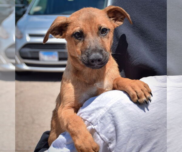 Medium Photo #5 German Shepherd Dog-Unknown Mix Puppy For Sale in Huntley, IL, USA