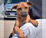 Small #4 German Shepherd Dog Mix