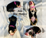 Small #7 Bernese Mountain Dog