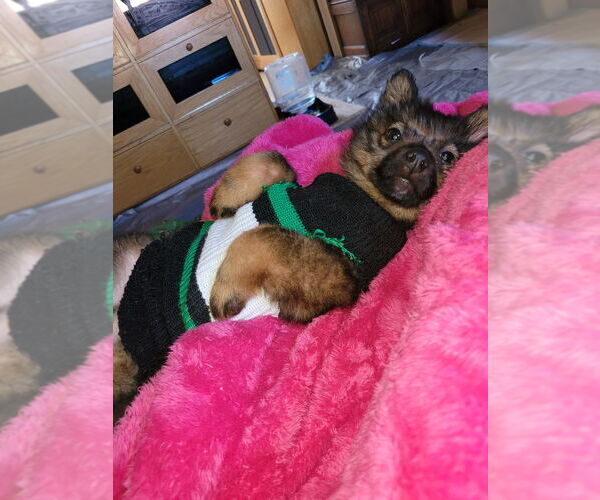 Medium Photo #8 Mutt Puppy For Sale in Laramie, WY, USA