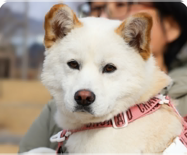 Medium Photo #1 Shiba Inu-Unknown Mix Puppy For Sale in San Ramon, CA, USA