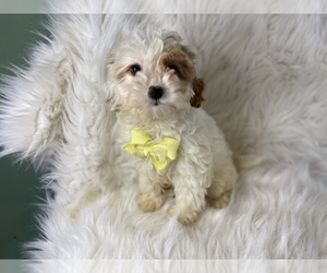 Cavalier King Charles Spaniel-Poodle (Toy) Mix Puppy for sale in BEECH GROVE, IN, USA