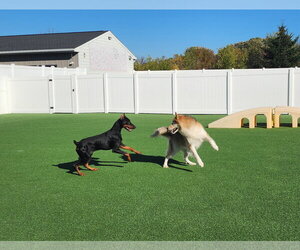 Rufio Adoption Pending! - Male Doberman Pinscher Dog for Adoption - Photo #18