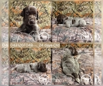 Small Photo #13 German Shorthaired Pointer Puppy For Sale in MOYIE SPRINGS, ID, USA