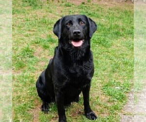 Mother of the Labrador Retriever puppies born on 03/13/2026