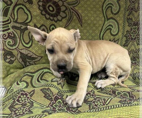 Medium Photo #1 Mutt Puppy For Sale in HESPERIA, CA, USA